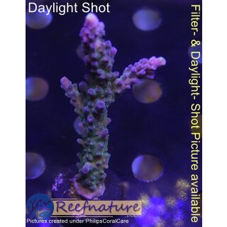4A7-7 WYSIWYG - Acropora electric miyagi, Höhe 77mm