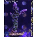 4A7-7 WYSIWYG - Acropora electric miyagi, Höhe 77mm