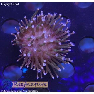 4A1-5 WYSIWYG -  Sarcophyton sp.