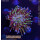 4A1-5 WYSIWYG -  Sarcophyton sp.