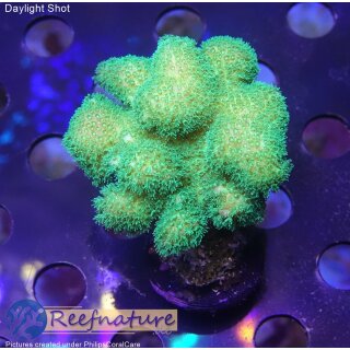 4A4-8 WYSIWYG - Pocillopora danae Neon Gelb Grün, Höhe 43mm