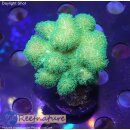 4A4-8 WYSIWYG - Pocillopora danae Neon Gelb Grün,...