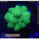 4A4-8 WYSIWYG - Pocillopora danae Neon Gelb Grün, Höhe 43mm
