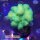 4A4-8 WYSIWYG - Pocillopora danae Neon Gelb Grün, Höhe 43mm