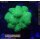 4A4-8 WYSIWYG - Pocillopora danae Neon Gelb Grün, Höhe 43mm