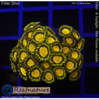 H1-R2-5 WYSIWYG - Zoanthus "Tutti Fruity"