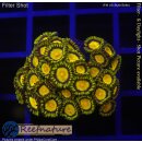 H1-R2-5 WYSIWYG - Zoanthus "Tutti Fruity"