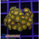 H1-R2-5 WYSIWYG - Zoanthus "Tutti Fruity"