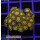 H1-R2-5 WYSIWYG - Zoanthus "Tutti Fruity"