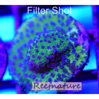 Montipora Blueberry Cheesecake