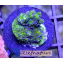 Montipora Blueberry Cheesecake