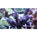 Acropora sp. Lila-Blau Small bis 5cm