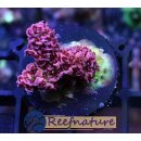 Acropora hyacinthus Rot Small 2 bis 4cm