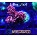 Acropora hyacinthus Rot Small 2 bis 4cm