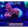 Acropora hyacinthus Rot Small 2 bis 4cm