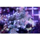 Acropora nana Purple tip Tricolora Small bis 4cm
