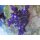 Acropora nana Purple tip Tricolora Small bis 4cm