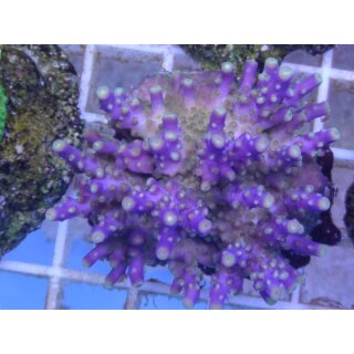 Acropora Secale - Lila Small bis 4cm