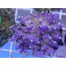 Acropora Secale - Lila Small bis 4cm