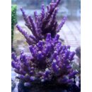 Acropora Secale - Lila Small bis 4cm