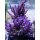 Acropora Secale - Lila Small bis 4cm