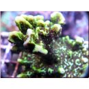 Montipora Confusa - Mikroporenkoralle Small bis 5cm