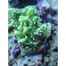 Montipora Confusa - Mikroporenkoralle Medium