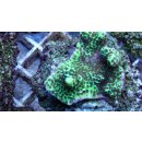 Montipora Confusa - Mikroporenkoralle Medium