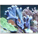 Montipora Digitata Silber/Blau Small bis 4cm