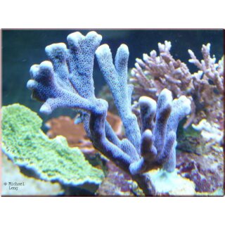 Montipora Digitata Silber/Blau Medium ab 4cm