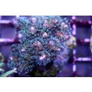 Pocillopora Damicornis Small 3-5cm