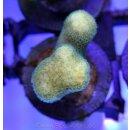 Porites cylindrica Gelb Small bis 4cm