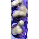 Porites cylindrica Gelb Small bis 4cm