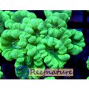 Caulastrea curvata NeonGrün - Fingerkoralle Medium...