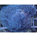 Sarcothelia edmandsoni - Blaue Xenia Small 20-30 Polypen