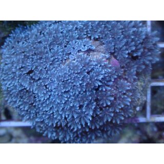 Sarcothelia edmandsoni - Blaue Xenia Medium