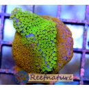 Montipora Rainbow (Indo)