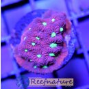 Favia Red&Green Warcoral