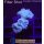 Caulastrea Tumida Blau - Fingerkoralle Small (min.2Köpfe)