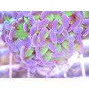 Euphyllia paraancora - Hammerkoralle (lila Spitzen) small bis 5cm