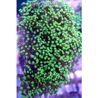 Euphyllia Paradivisa - Froschlaichkoralle Grüne Spritzen Small bis 5cm