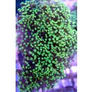 Euphyllia Paradivisa - Froschlaichkoralle Grüne Spritzen Small bis 5cm