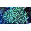 Euphyllia Paradivisa - Froschlaichkoralle Grüne Spritzen Medium ab 5cm