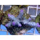 Acropora sp. Lila-Blau