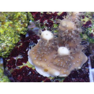 Helioporidae - Blaue Koralle